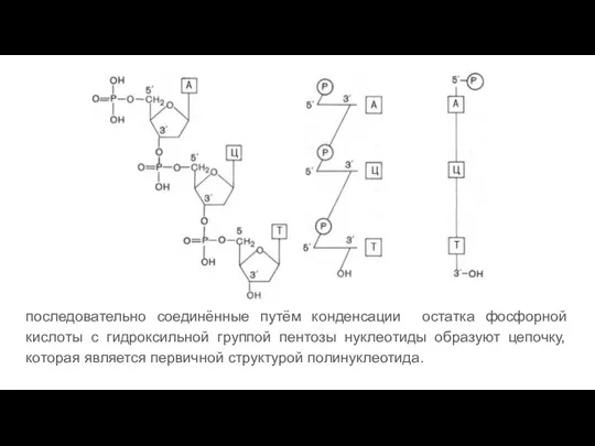 последовательно соединённые путём конденсации остатка фосфорной кислоты с гидроксильной группой пентозы нуклеотиды