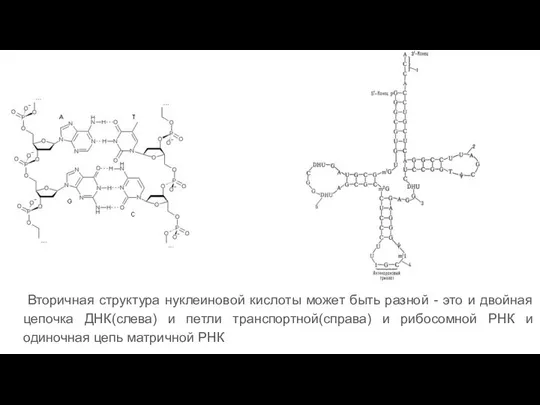 Вторичная структура нуклеиновой кислоты может быть разной - это и двойная цепочка