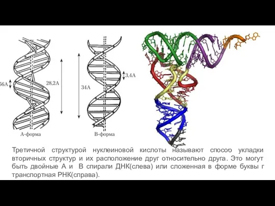 Третичной структурой нуклеиновой кислоты называют способ укладки вторичных структур и их расположение