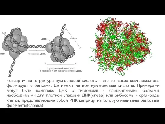 Четвертичная структура нуклеиновой кислоты - это то, какие комплексы она формирует с