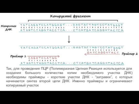 Так, для проведения ПЦР (Полимеразная Цепная Реакция используется для создания большого количества