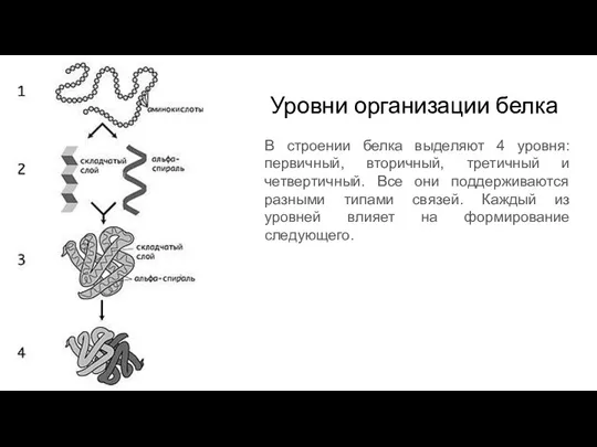 Уровни организации белка В строении белка выделяют 4 уровня: первичный, вторичный, третичный