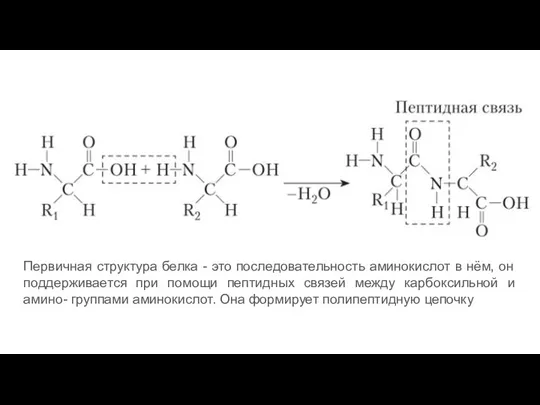 Первичная структура белка - это последовательность аминокислот в нём, он поддерживается при