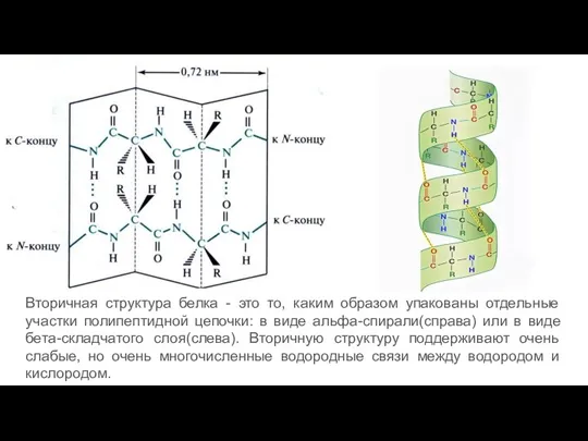 Вторичная структура белка - это то, каким образом упакованы отдельные участки полипептидной