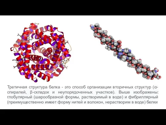 Третичная структура белка - это способ организации вторичных структур (α-спиралей, β-складок и