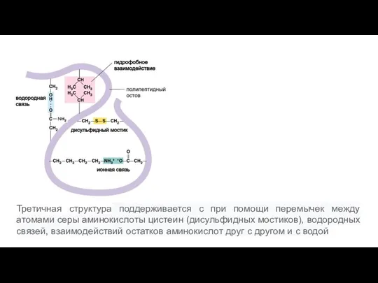 Третичная структура поддерживается с при помощи перемычек между атомами серы аминокислоты цистеин