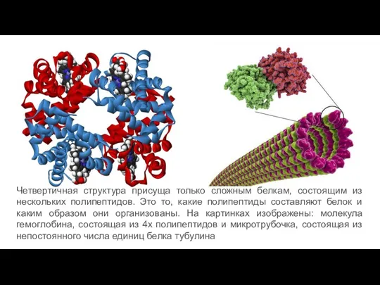 Четвертичная структура присуща только сложным белкам, состоящим из нескольких полипептидов. Это то,