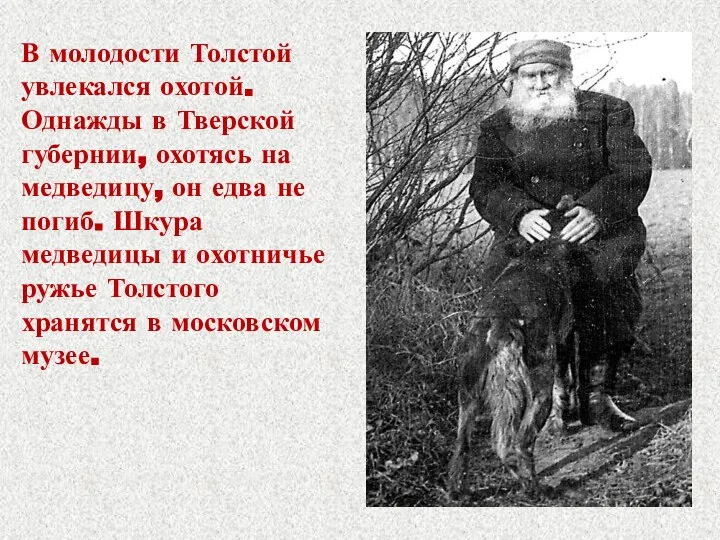 В молодости Толстой увлекался охотой. Однажды в Тверской губернии, охотясь на медведицу,