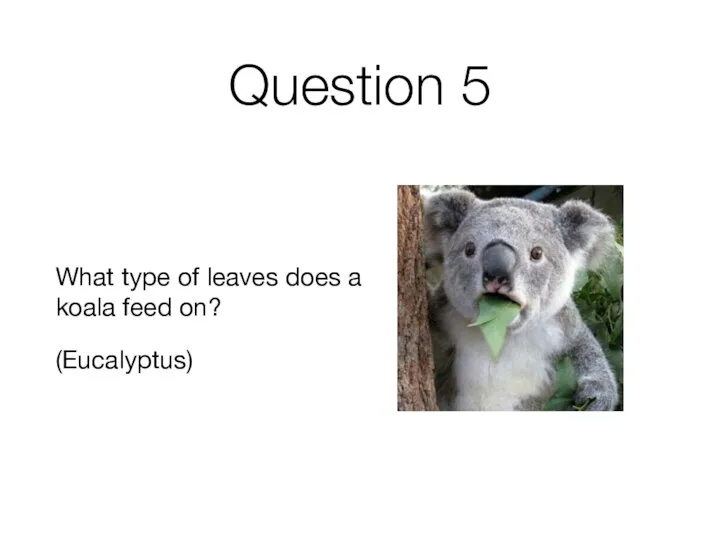 Question 5 What type of leaves does a koala feed on? (Eucalyptus)