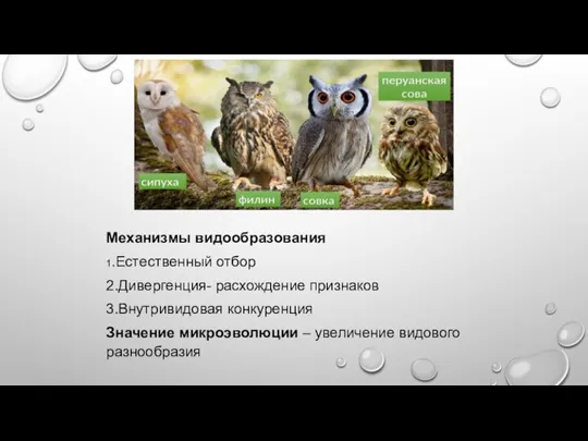 Механизмы видообразования 1.Естественный отбор 2.Дивергенция- расхождение признаков 3.Внутривидовая конкуренция Значение микроэволюции – увеличение видового разнообразия