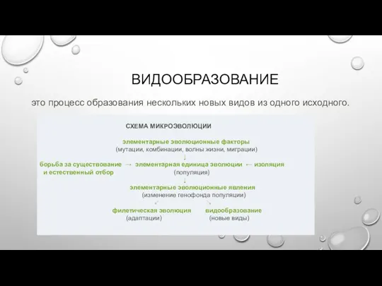 ВИДООБРАЗОВАНИЕ это процесс образования нескольких новых видов из одного исходного. СХЕМА МИКРОЭВОЛЮЦИИ