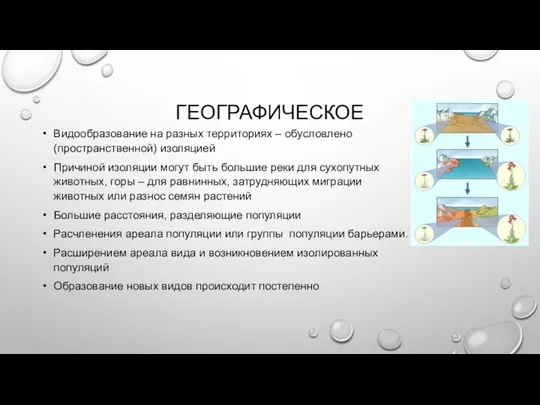 ГЕОГРАФИЧЕСКОЕ Видообразование на разных территориях – обусловлено (пространственной) изоляцией Причиной изоляции могут