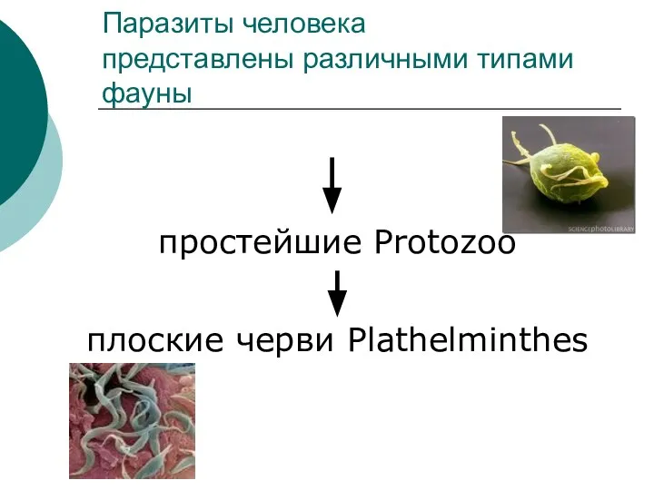 Паразиты человека представлены различными типами фауны простейшие Protozoo плоские черви Рlathelminthes