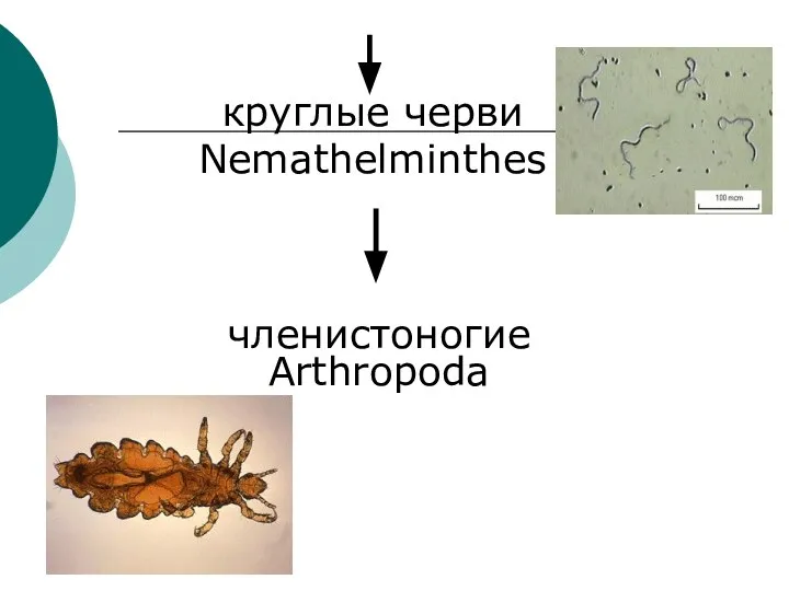 круглые черви Nemathelminthes членистоногие Arthropoda