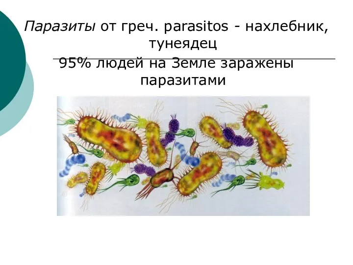 Паразиты от греч. parasitos - нахлебник, тунеядец 95% людей на Земле заражены паразитами