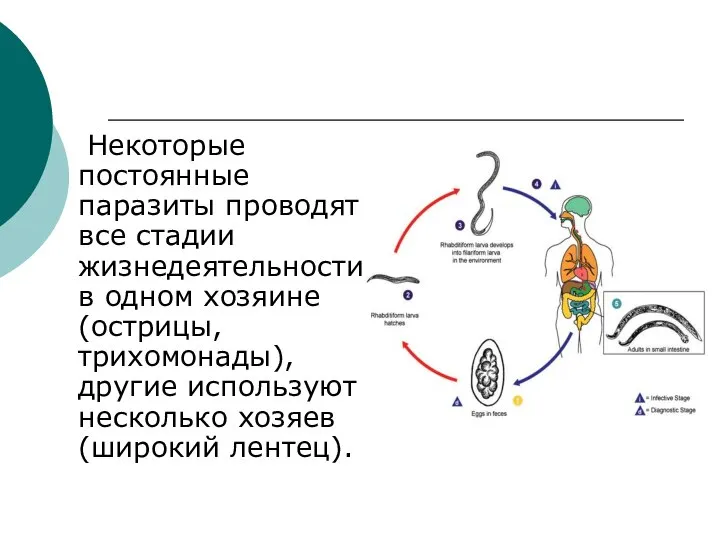 Некоторые постоянные паразиты проводят все стадии жизнедеятельности в одном хозяине (острицы, трихомонады),