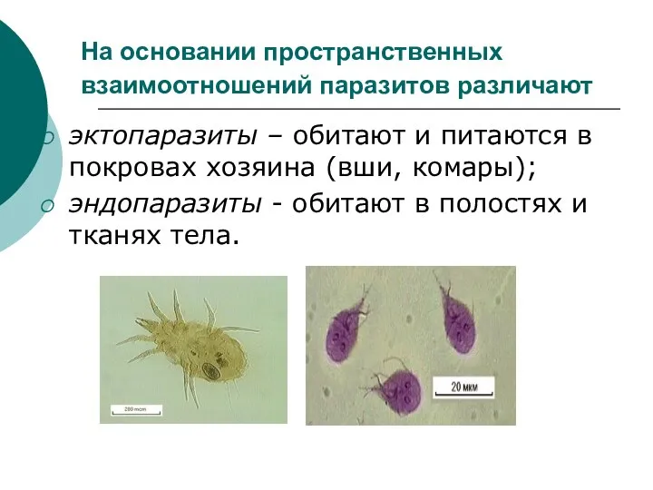 На основании пространственных взаимоотношений паразитов различают эктопаразиты – обитают и питаются в
