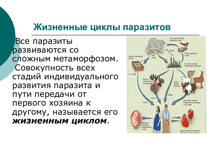 Жизненные циклы паразитов Все паразиты развиваются со сложным метаморфозом. Совокупность всех стадий