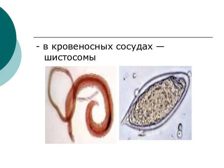 - в кровеносных сосудах — шистосомы