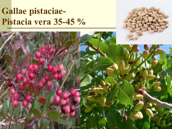 Gallae pistaciae- Pistacia vera 35-45 %