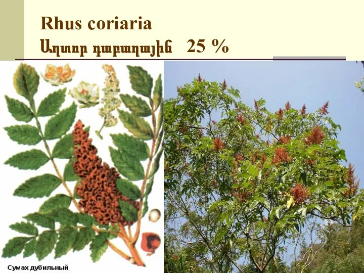 Rhus coriaria Աղտոր դաբաղային 25 %