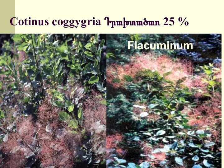 Cotinus coggygria Դրախտածառ 25 % Flacuminum