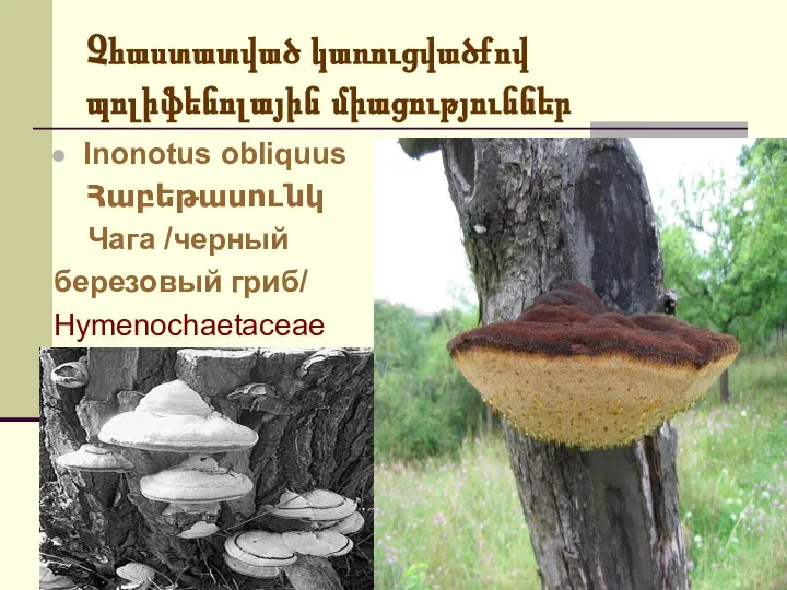 Չհաստատված կառուցվածքով պոլիֆենոլային միացություններ Inonotus obliquus Հաբեթասունկ Чага /черный березовый гриб/ Hymenochaetaceae