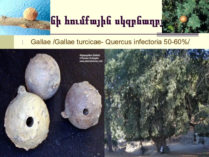 Տանինի հումքային սկզբնաղբյուրներ Gallae /Gallae turcicae- Quercus infectoria 50-60%/