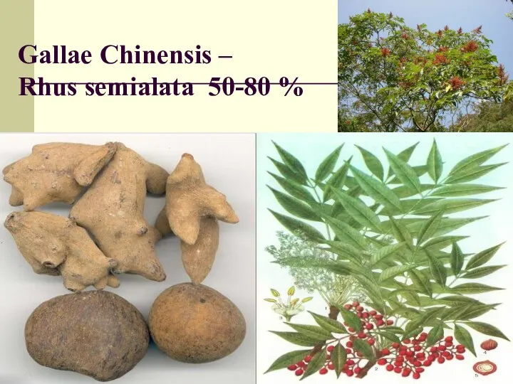 Gallae Chinensis – Rhus semialata 50-80 %