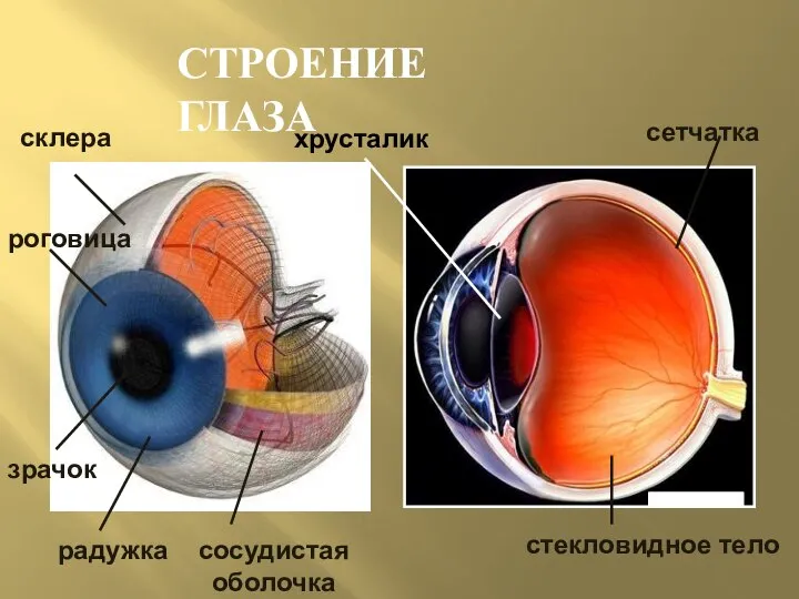 СТРОЕНИЕ ГЛАЗА склера роговица зрачок радужка сосудистая оболочка стекловидное тело сетчатка хрусталик