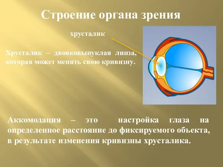 Строение органа зрения хрусталик Хрусталик – двояковыпуклая линза, которая может менять свою