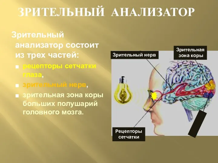 Зрительный анализатор состоит из трех частей: рецепторы сетчатки глаза, зрительный нерв, зрительная