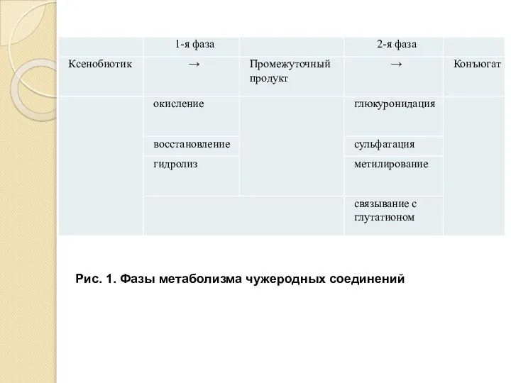 Рис. 1. Фазы метаболизма чужеродных соединений