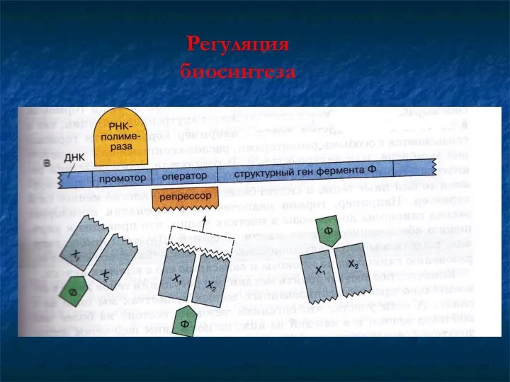 Регуляция биосинтеза