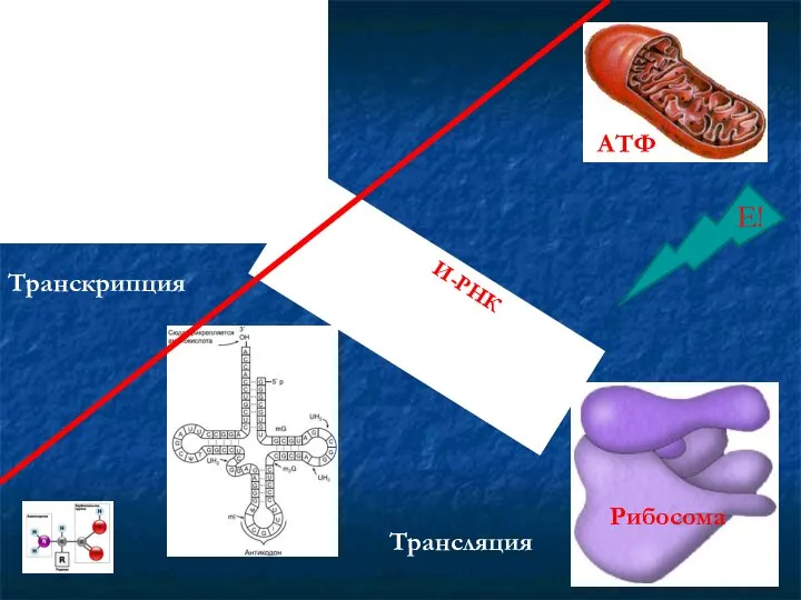 Рибосома И-РНК Е! АТФ Транскрипция Трансляция