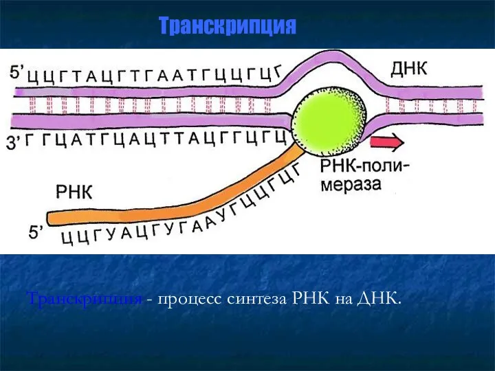 Транскрипция Транскрипция - процесс синтеза РНК на ДНК.