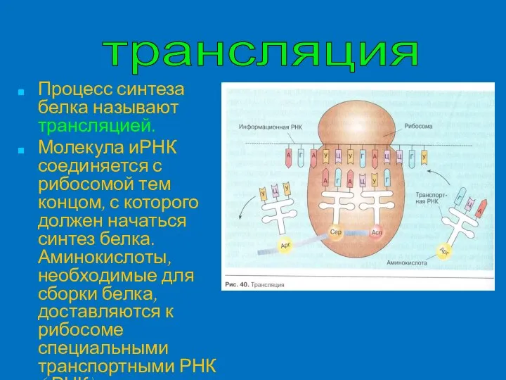 Процесс синтеза белка называют трансляцией. Молекула иРНК соединяется с рибосомой тем концом,