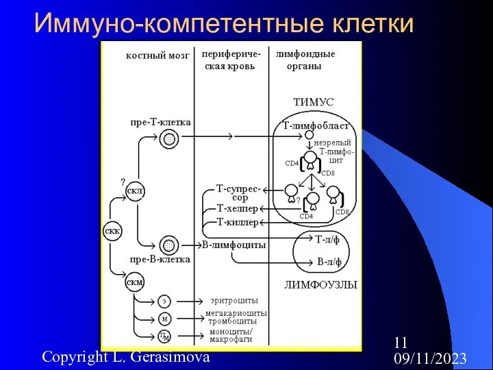 09/11/2023 Copyright L. Gerasimova Иммуно-компетентные клетки