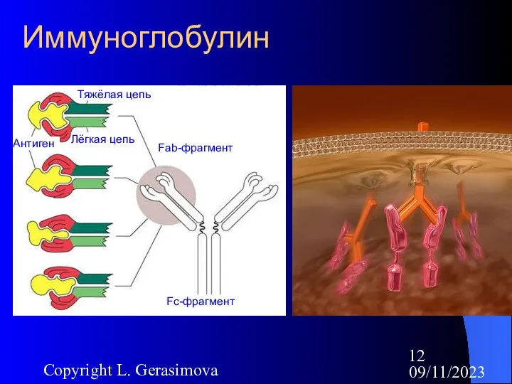 09/11/2023 Copyright L. Gerasimova Иммуноглобулин Тяжёлая цепь Лёгкая цепь Антиген Fab-фрагмент Fс-фрагмент