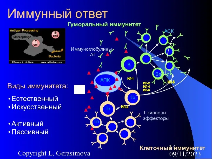 09/11/2023 Copyright L. Gerasimova Иммунный ответ Клеточный иммунитет Иммуноглобулины - АТ Гуморальный