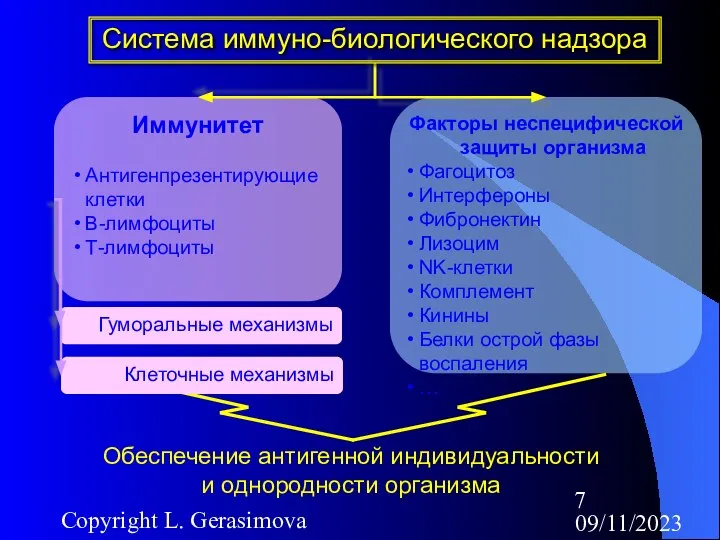 09/11/2023 Copyright L. Gerasimova Иммунитет Антигенпрезентирующие клетки В-лимфоциты Т-лимфоциты Факторы неспецифической защиты