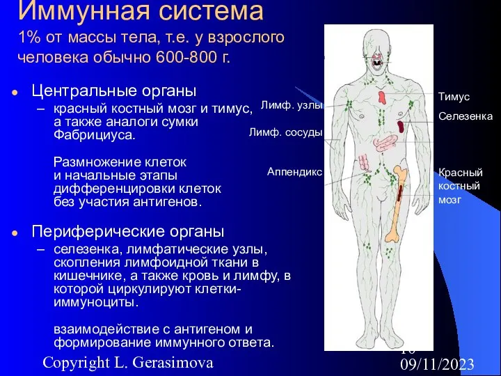 09/11/2023 Copyright L. Gerasimova Иммунная система 1% от массы тела, т.е. у