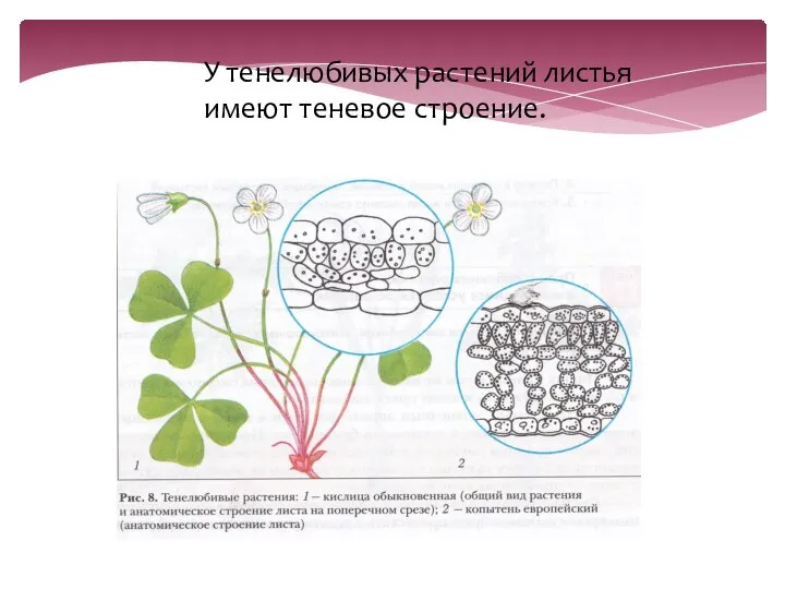 У тенелюбивых растений листья имеют теневое строение.