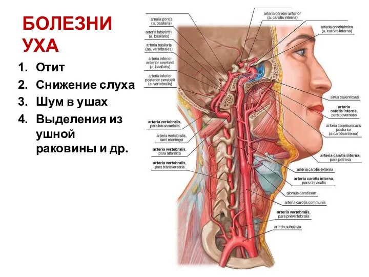 БОЛЕЗНИ УХА Отит Снижение слуха Шум в ушах Выделения из ушной раковины и др.