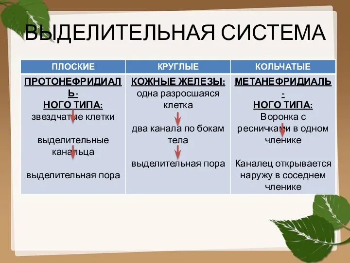 ВЫДЕЛИТЕЛЬНАЯ СИСТЕМА