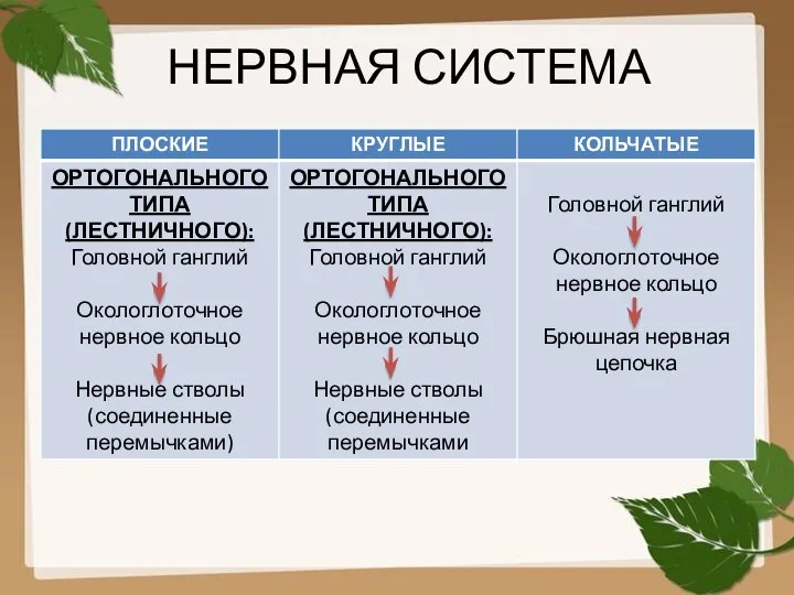 НЕРВНАЯ СИСТЕМА