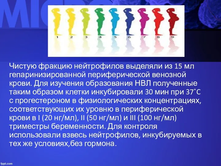 Чистую фракцию нейтрофилов выделяли из 15 мл гепаринизированной периферической венозной крови. Для