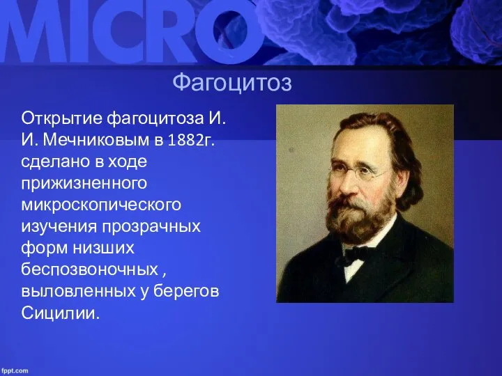 Фагоцитоз Открытие фагоцитоза И.И. Мечниковым в 1882г. сделано в ходе прижизненного микроскопического