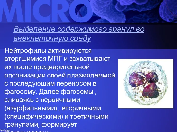 Выделение содержимого гранул во внеклеточную среду Нейтрофилы активируются вторгшимися МПГ и захватывают