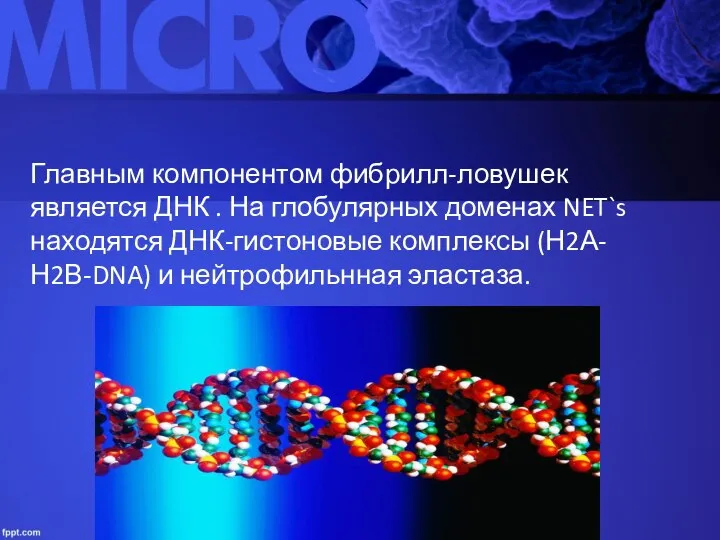 Главным компонентом фибрилл-ловушек является ДНК . На глобулярных доменах NET`s находятся ДНК-гистоновые